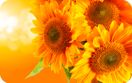 07547_11zon
