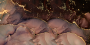 11zon_A-510_550_400